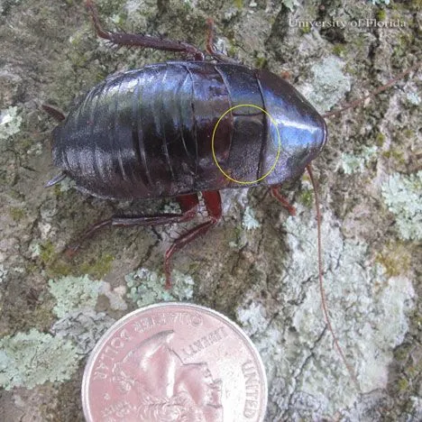 thumbnail for publication: Florida Woods Cockroach (AKA Palmetto Bug) Eurycotis floridana (Walker)